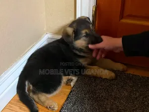 1-3 months Female Purebred German Shepherd