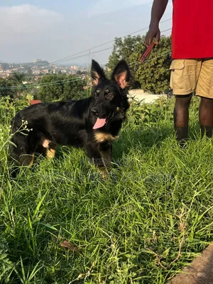 1-3 months Male Purebred German Shepherd