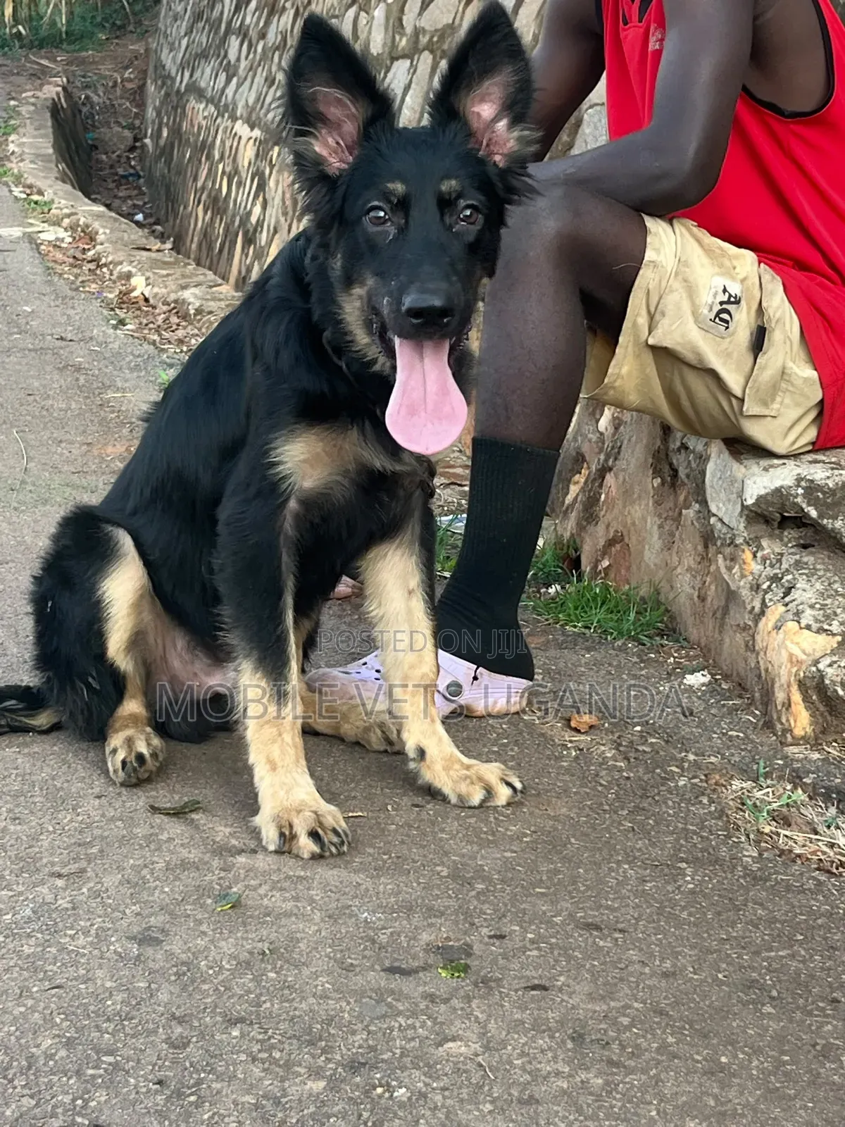 6-12 months Female Purebred German Shepherd