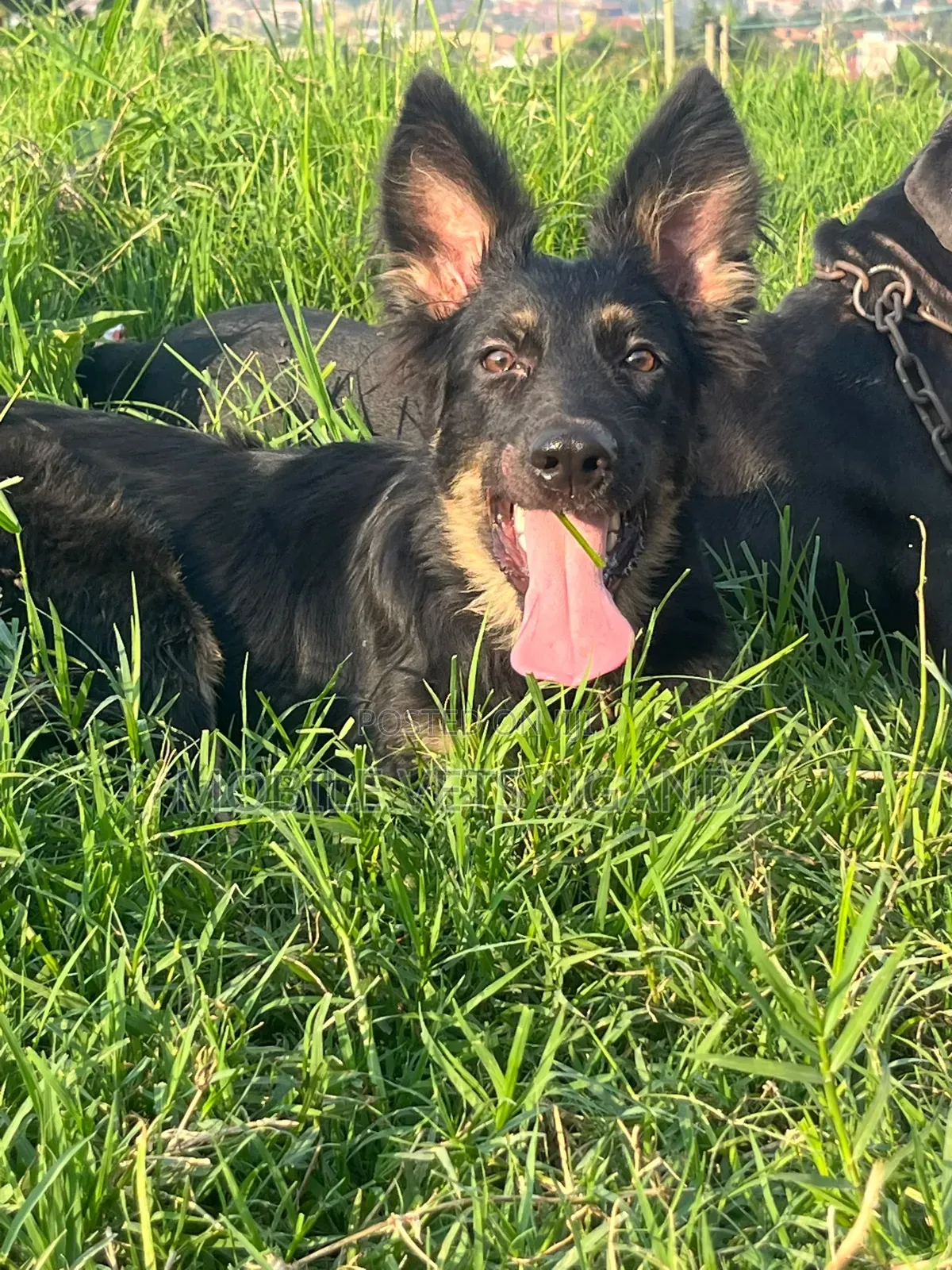 6-12 months Female Purebred German Shepherd