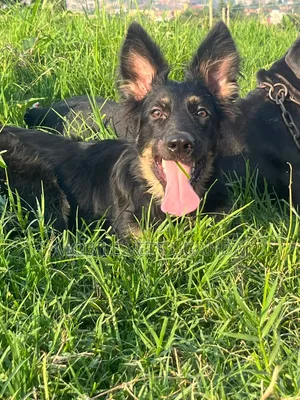 6-12 months Female Purebred German Shepherd