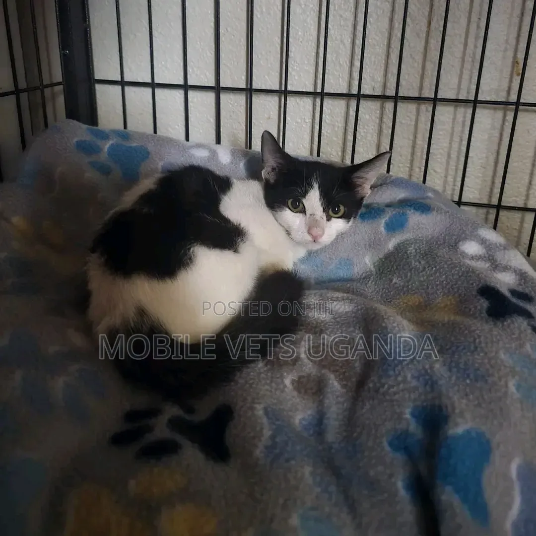 1-3 months Male Purebred Bombay