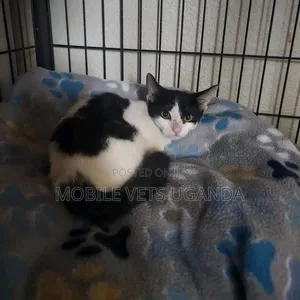 1-3 months Male Purebred Bombay