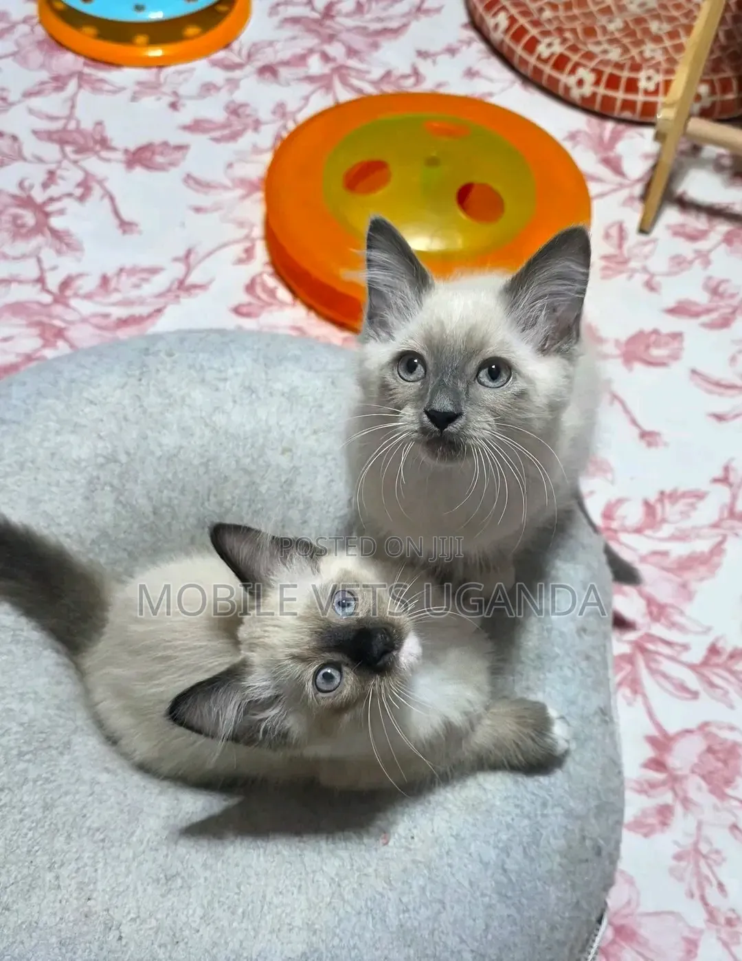 1-3 months Female Purebred Siamese