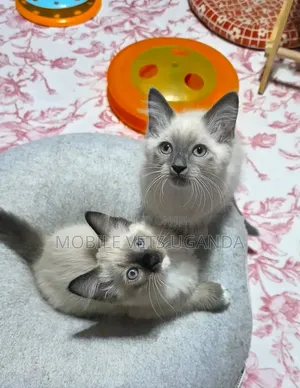 1-3 months Female Purebred Siamese