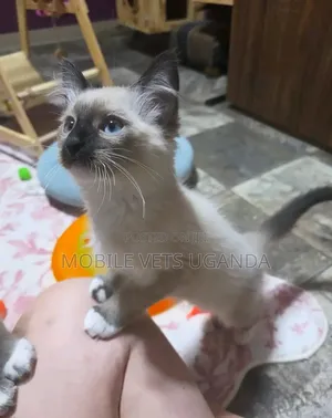 1-3 months Male Purebred Siamese