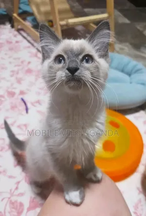 1-3 months Female Purebred Siamese