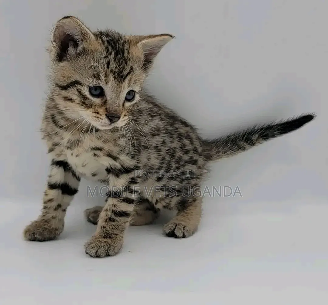 1-3 months Female Purebred Savannah