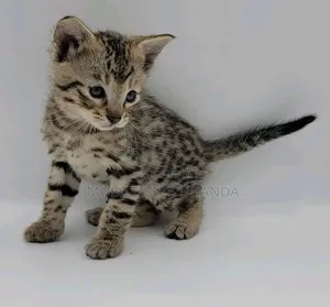 1-3 months Female Purebred Savannah