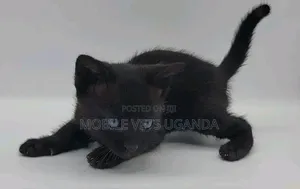 1-3 months Female Purebred Siberian
