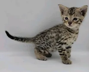 3-6 months Male Purebred Savannah