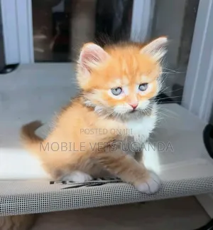 1-3 months Female Purebred Maine Coon