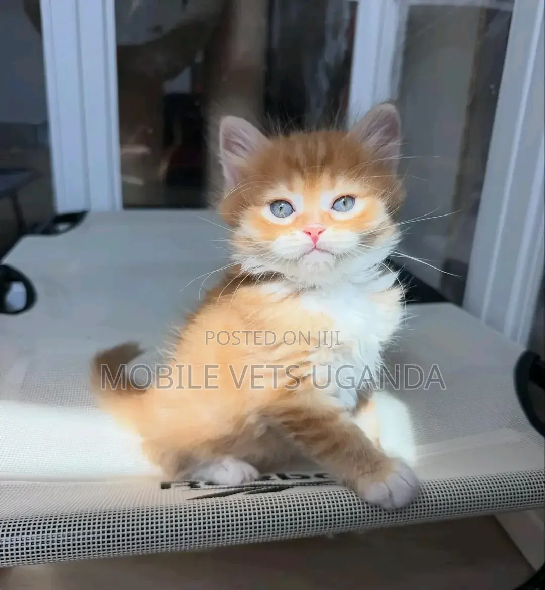 1-3 months Male Purebred Maine Coon