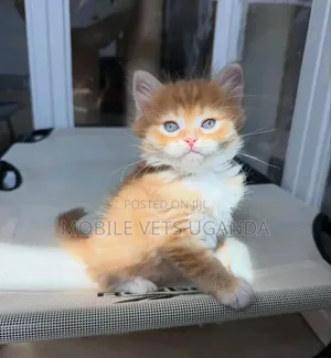 1-3 months Male Purebred Maine Coon