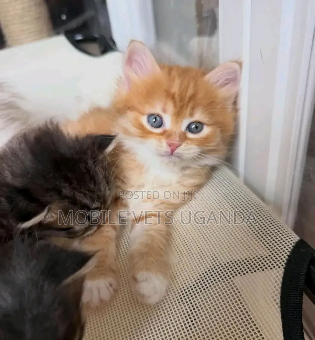 0-1 month Female Purebred Maine Coon