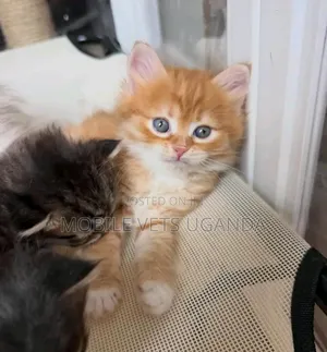 0-1 month Female Purebred Maine Coon