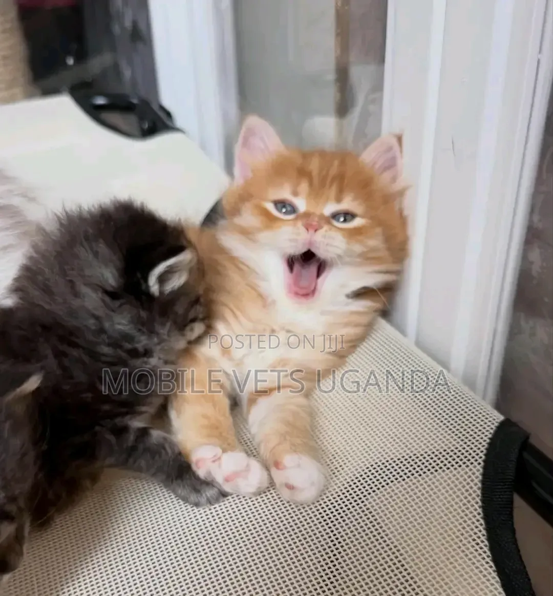 1-3 months Male Purebred Maine Coon
