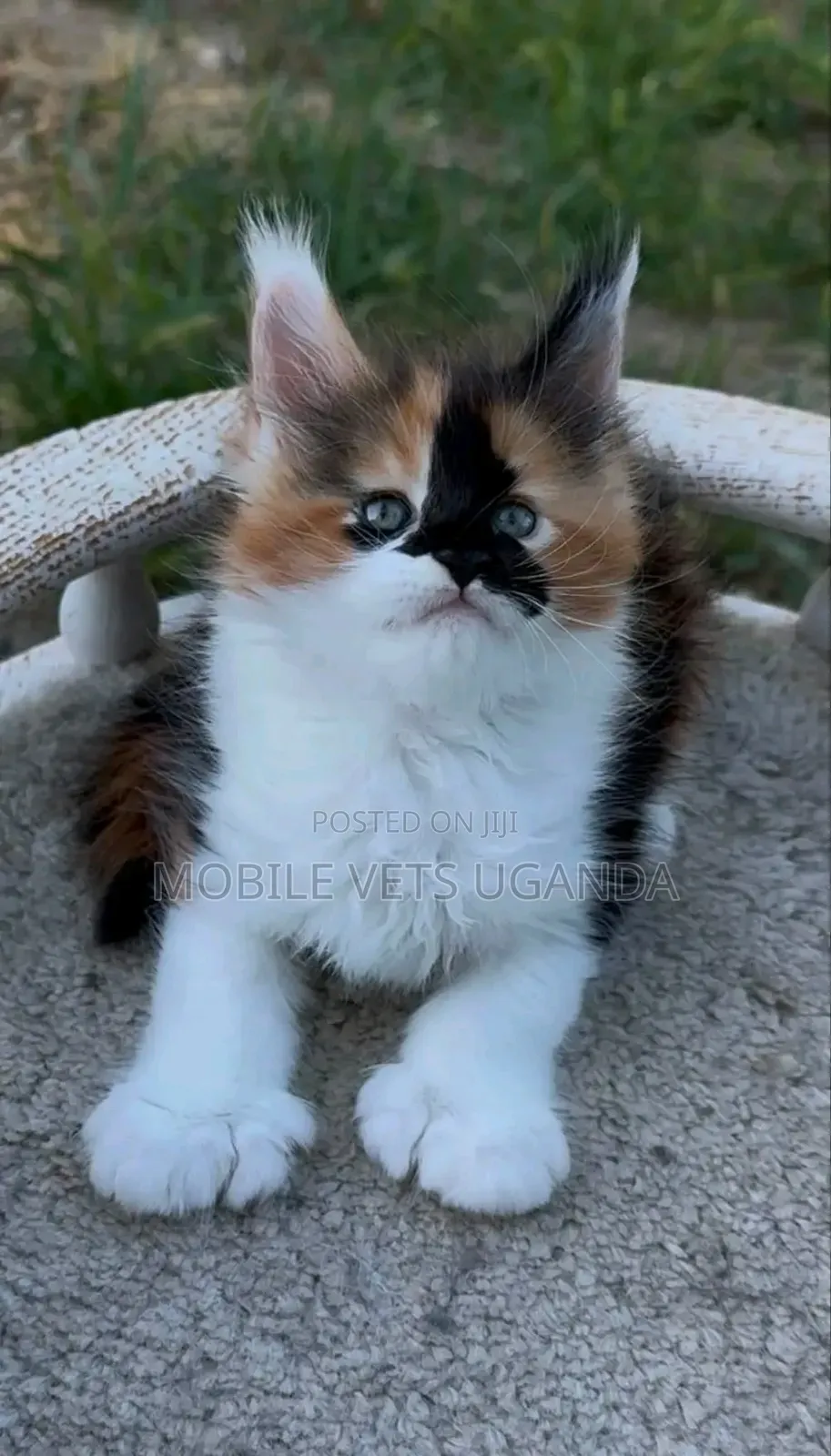 1-3 months Male Purebred Maine Coon