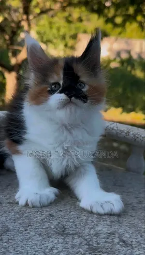 3-6 months Female Purebred Maine Coon