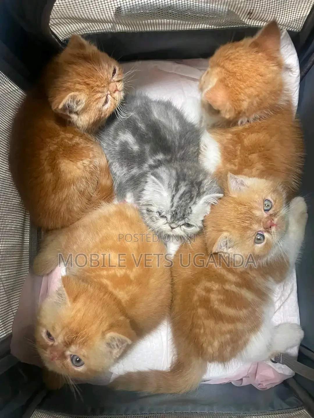 1-3 months Male Purebred Persian