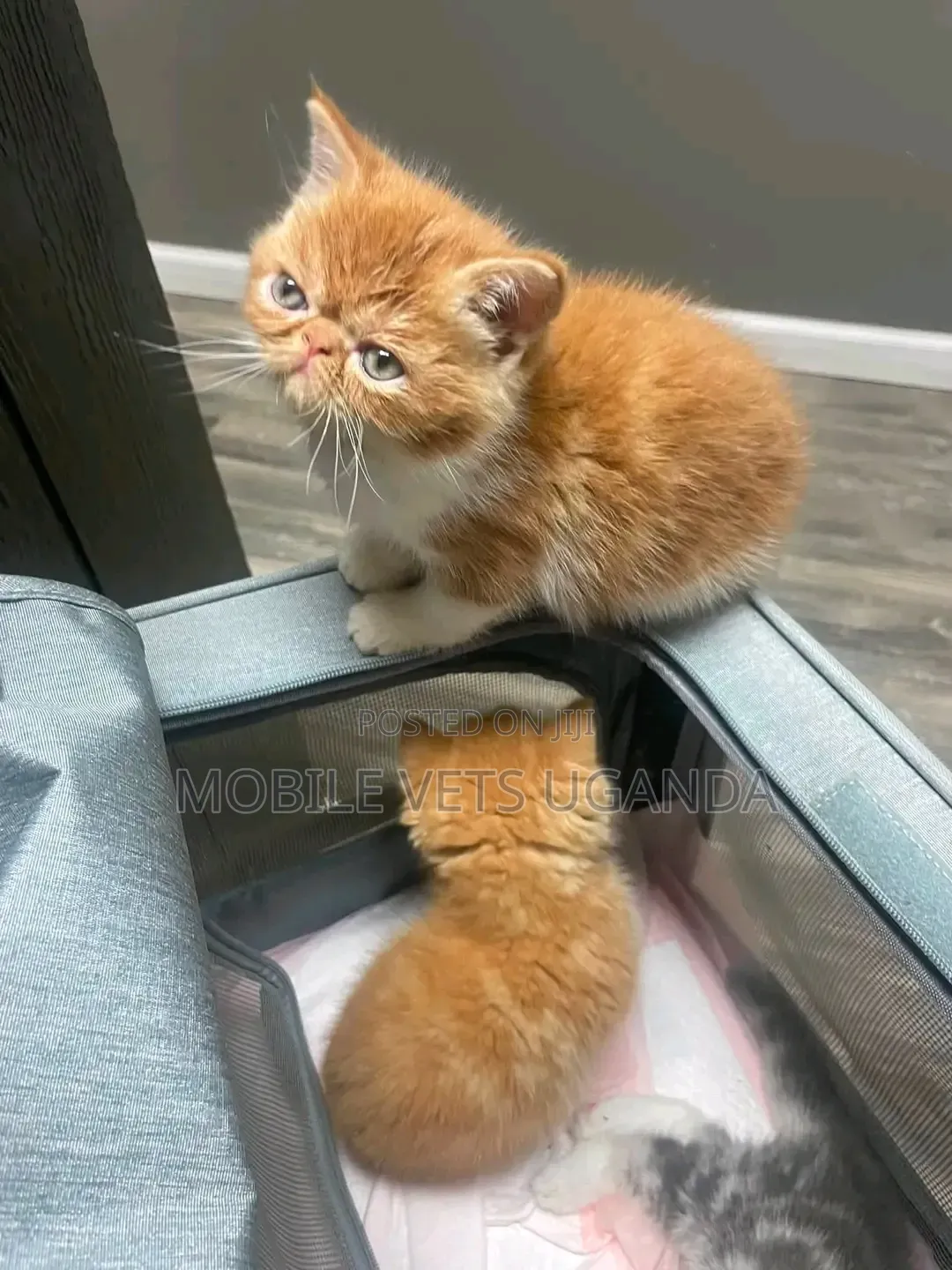 3-6 months Female Purebred Persian
