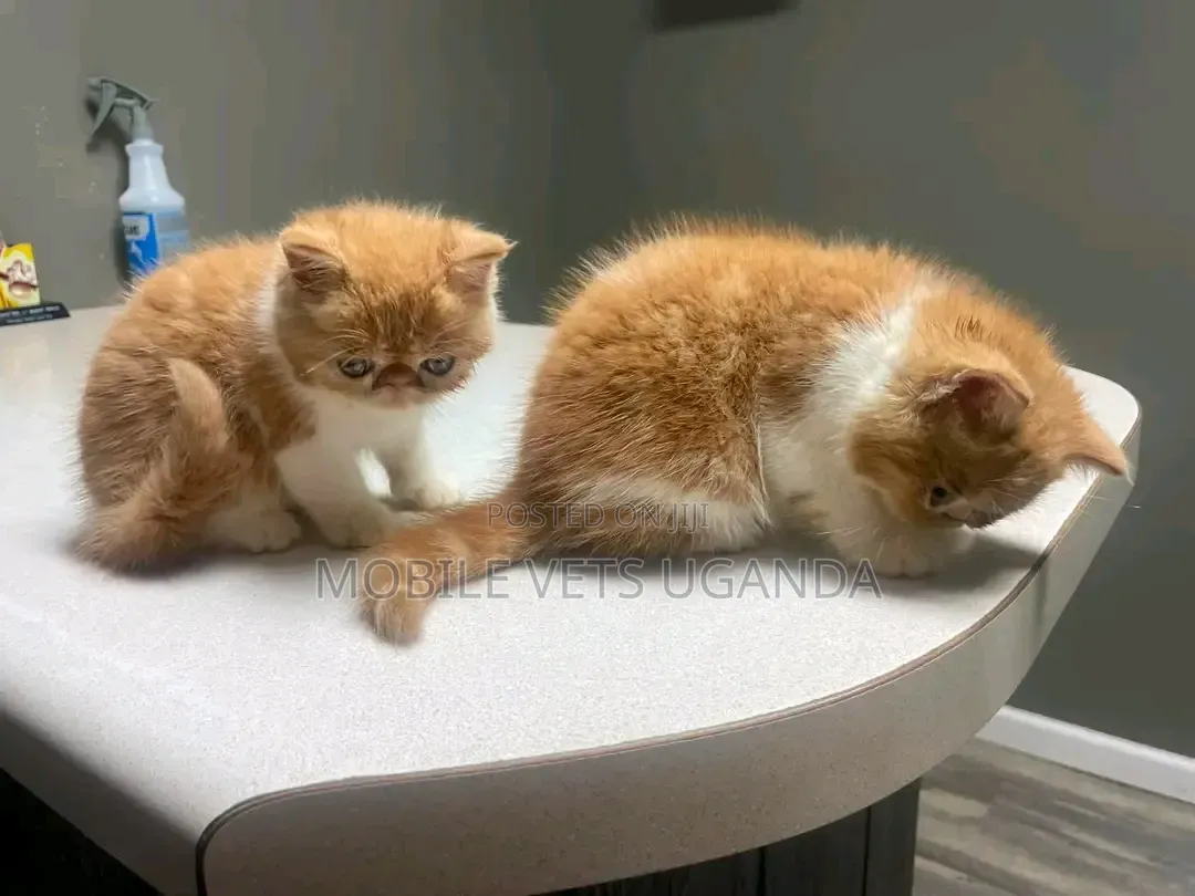 0-1 month Female Purebred Persian