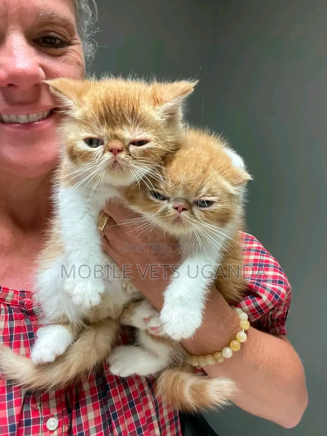 1-3 months Female Purebred Persian