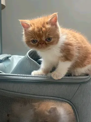 1-3 months Male Purebred Persian