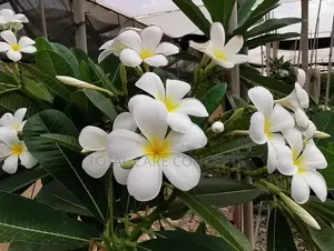 Unique Gardening Concepts and Landscaping Services