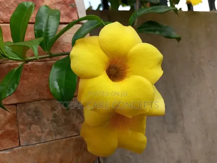 Unique Gardening Concepts and Landscaping Services