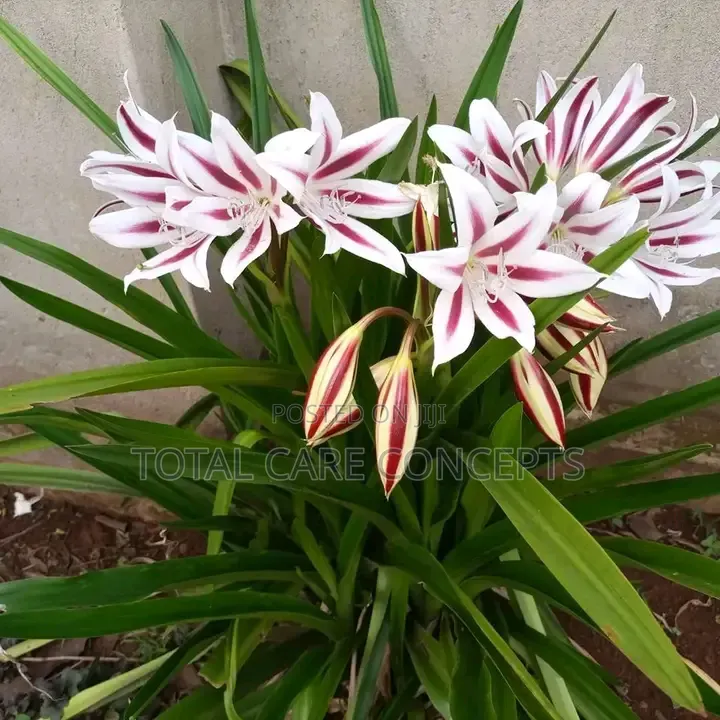 Unique Gardening Concepts and Landscaping Services