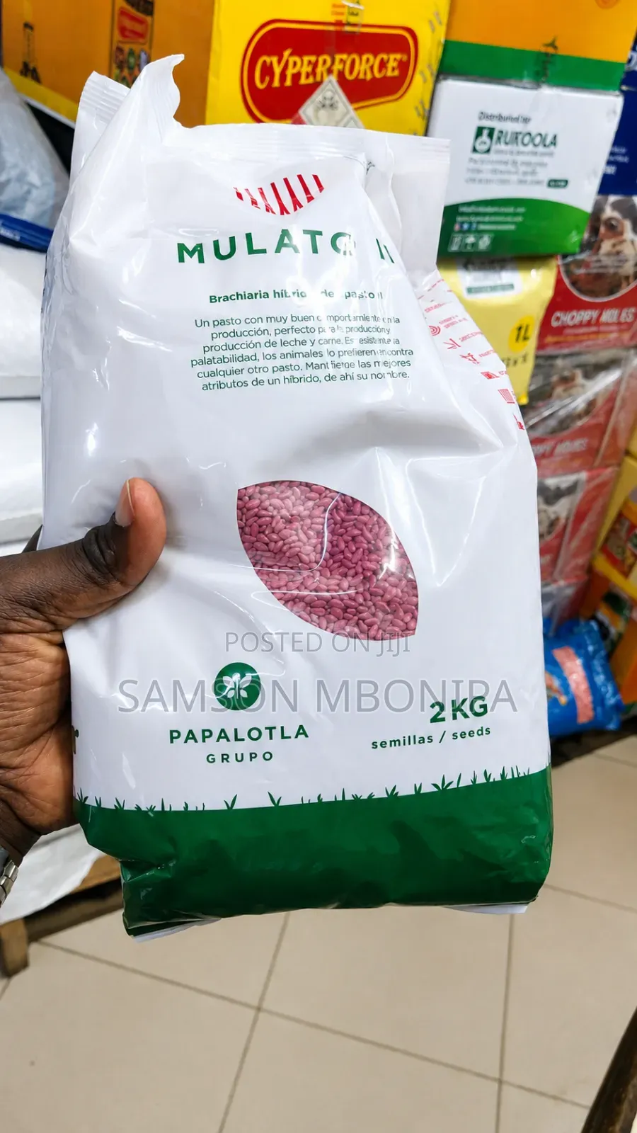 Mulato
Grass for All Animals, Cows, Goats, Sheeps and Horses Etc