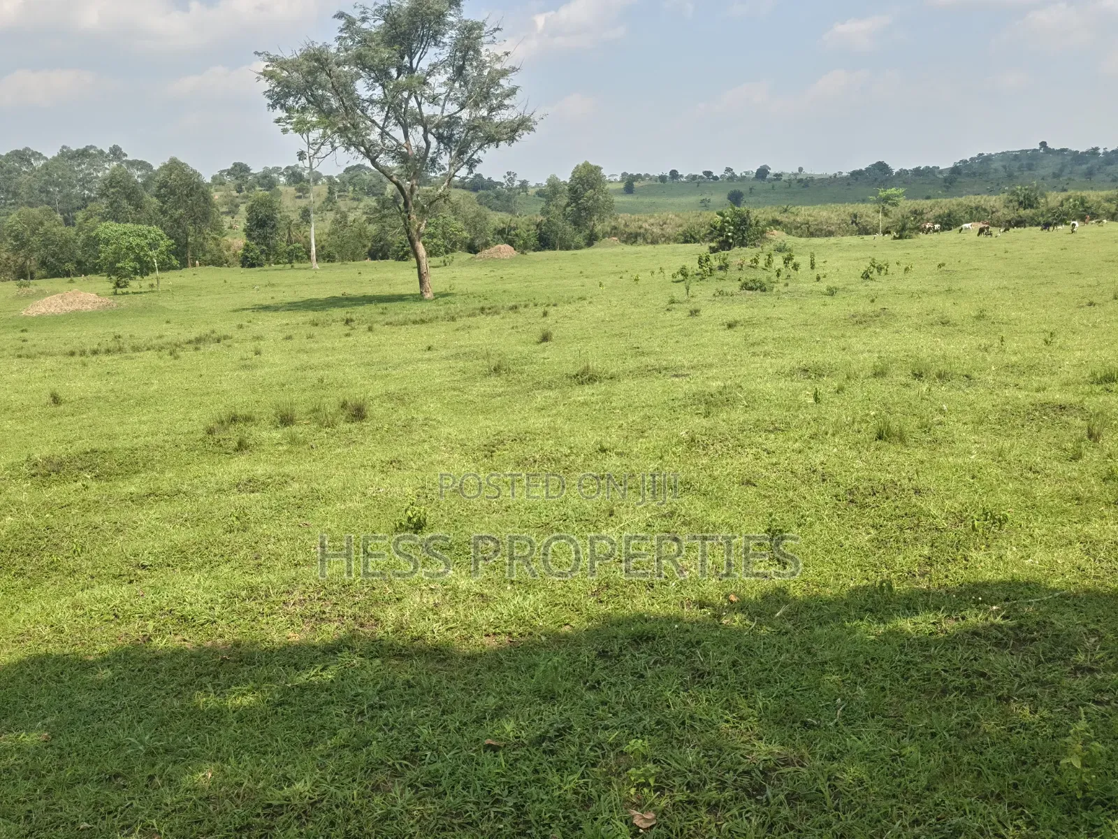 Farmland Seated on 14acres