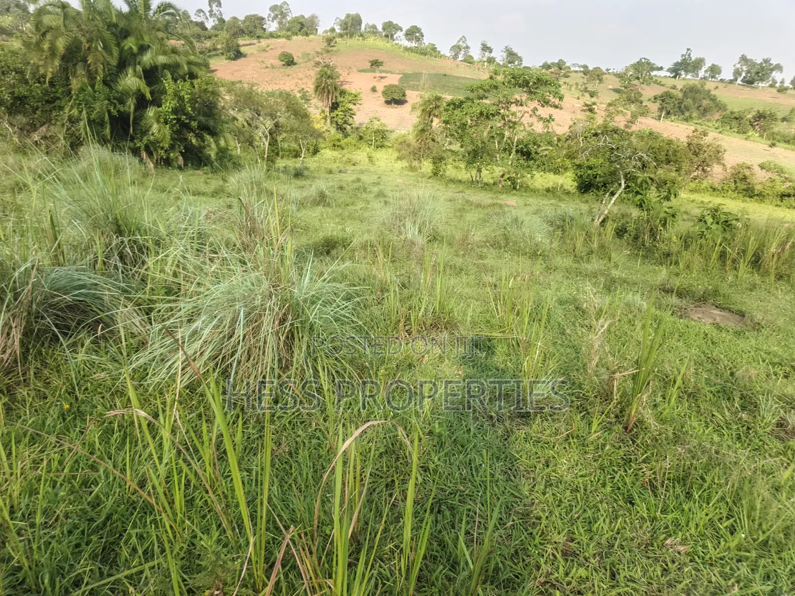Titled Farmland Measuring 50acres on Sale Located in Kyenjojo District
