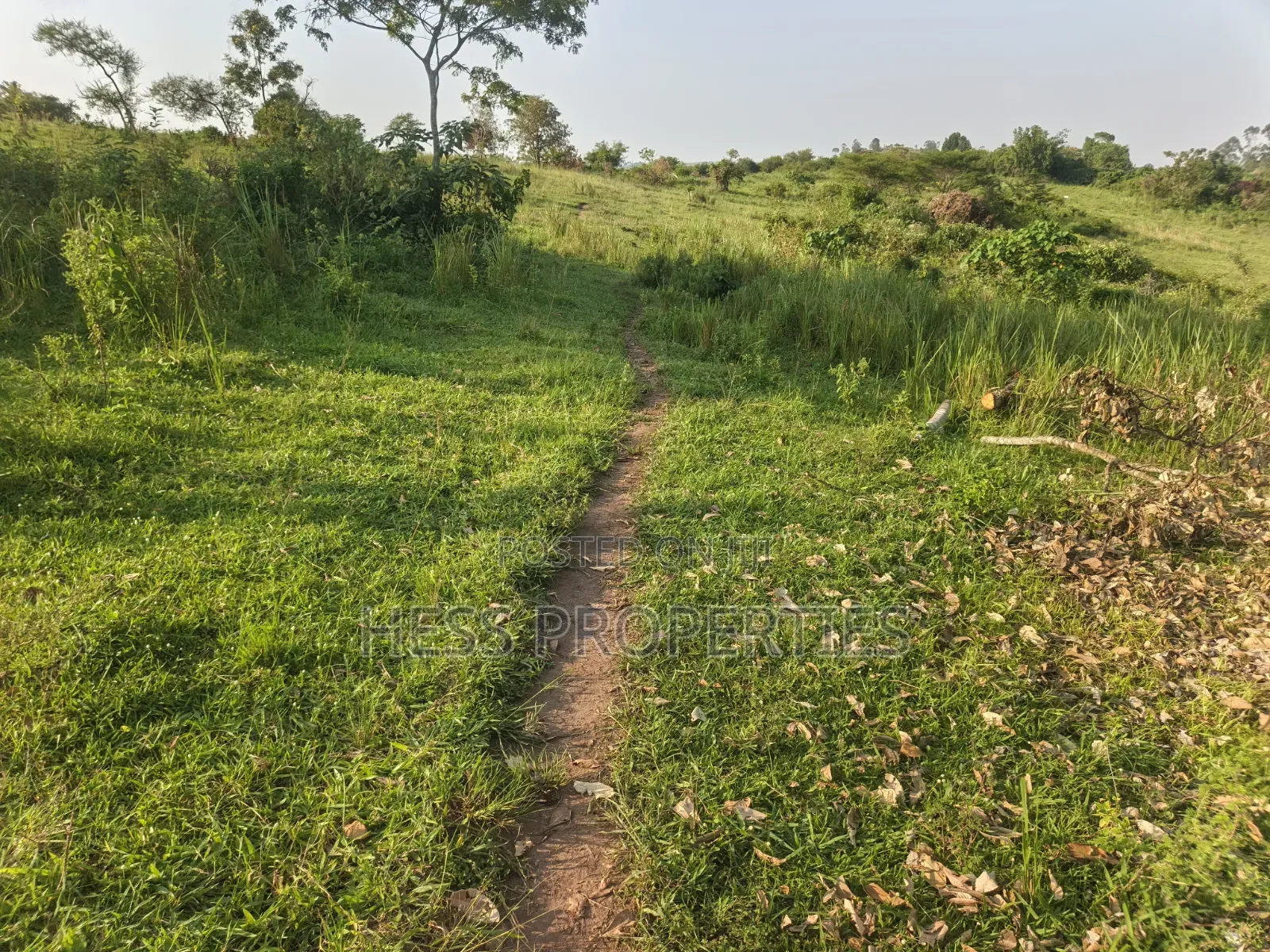 Titled Farmland Measuring 50acres on Sale Located in Kyenjojo District