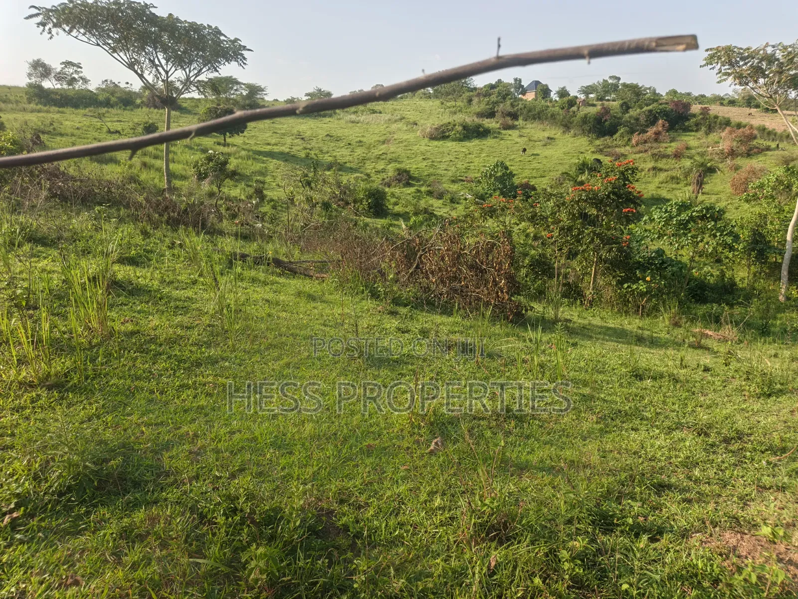 Titled Farmland Measuring 50acres on Sale Located in Kyenjojo District