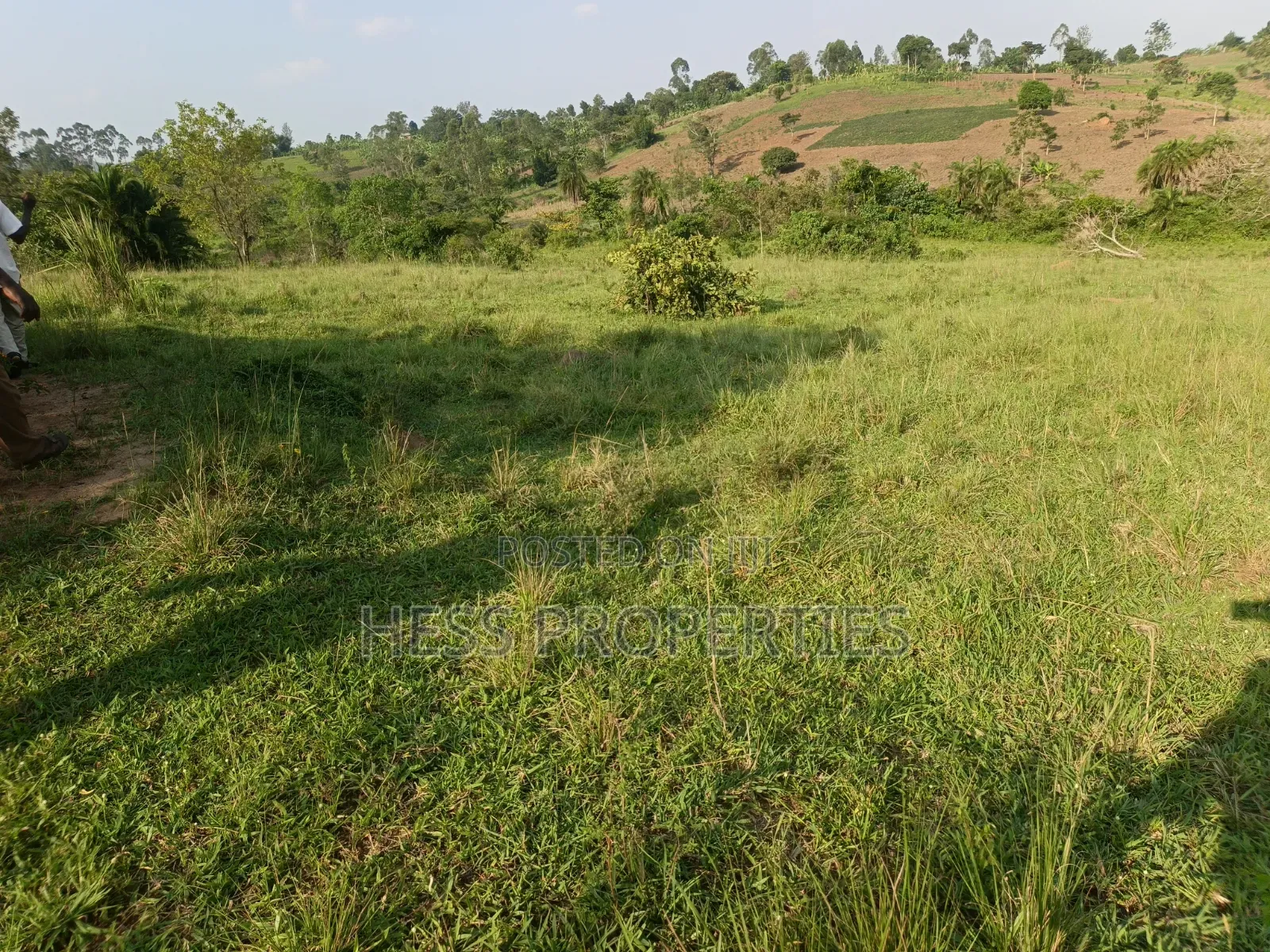 Titled Farmland Measuring 50acres on Sale Located in Kyenjojo District
