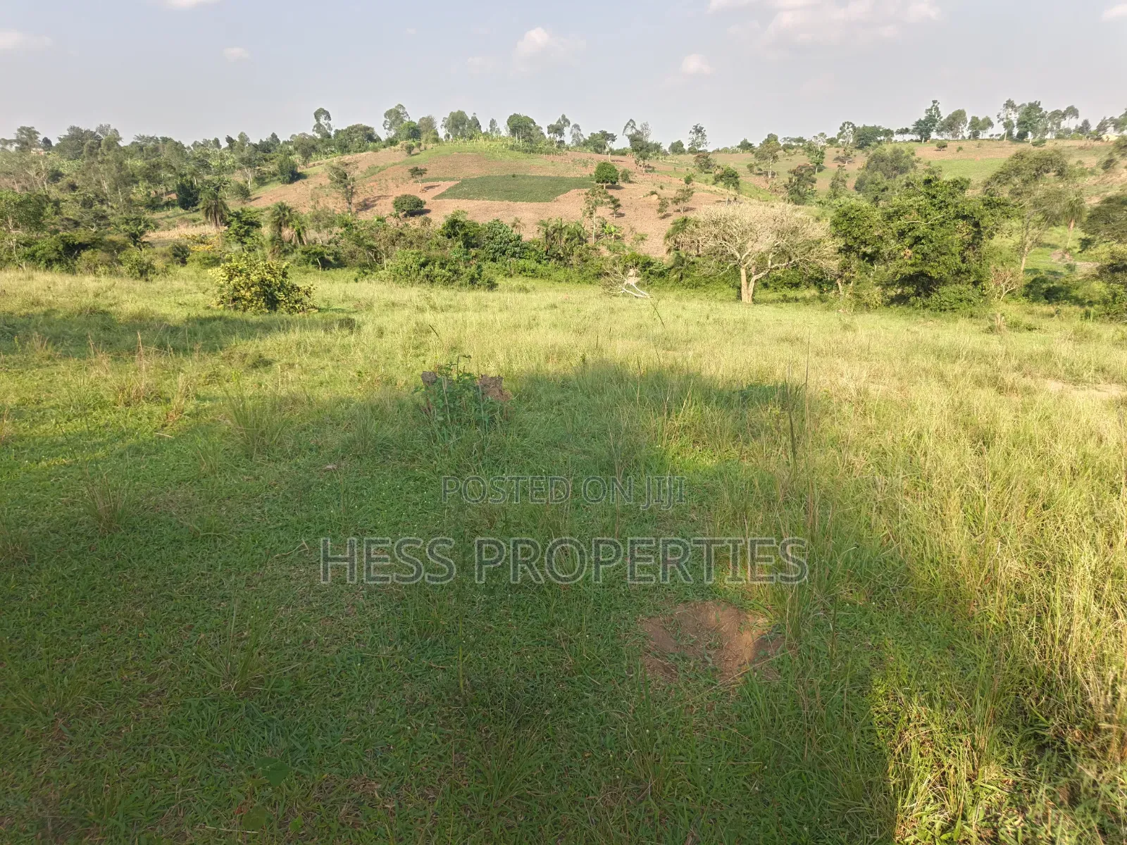 Titled Farmland Measuring 50acres on Sale Located in Kyenjojo District