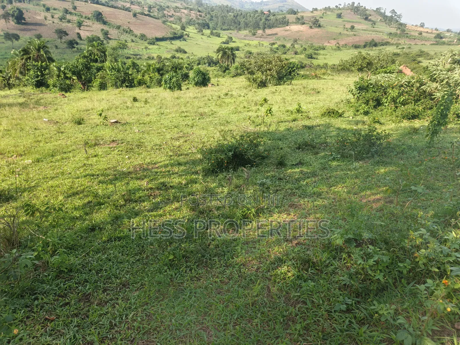 Titled Farmland Measuring 50acres on Sale Located in Kyenjojo District