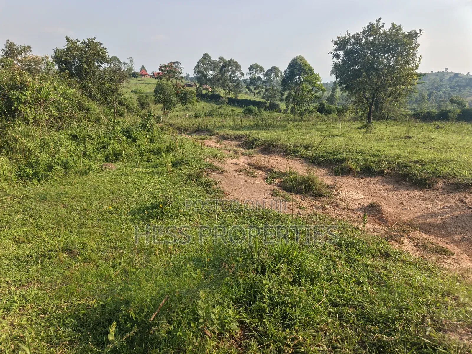 Titled Farmland Measuring 50acres on Sale Located in Kyenjojo District