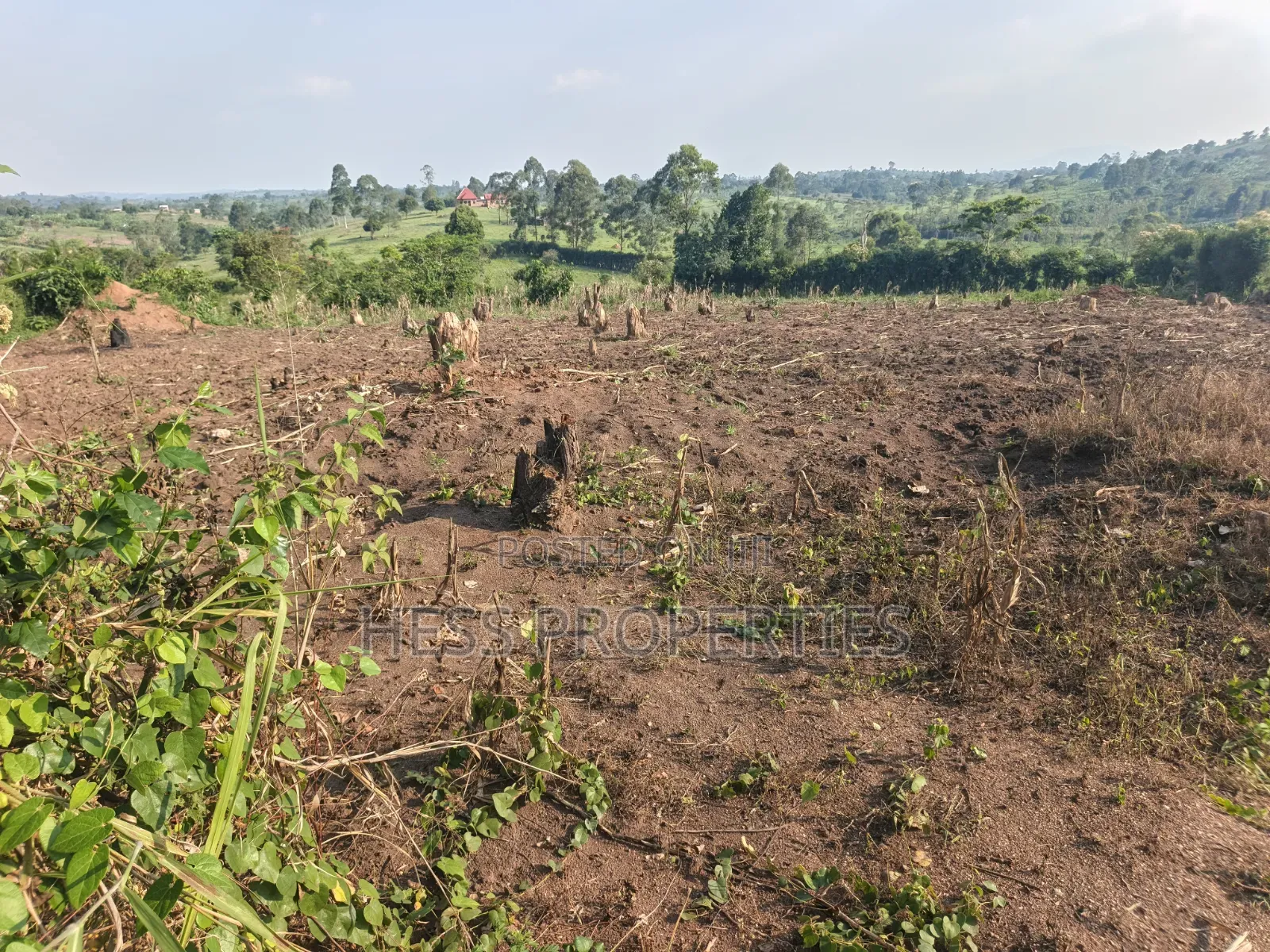 Titled Farmland Measuring 50acres on Sale Located in Kyenjojo District
