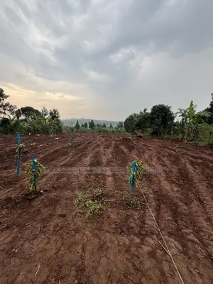 New Nakifuma-Kakinzi Estate 50*50ft and 50*100 Plots Kabaka Land