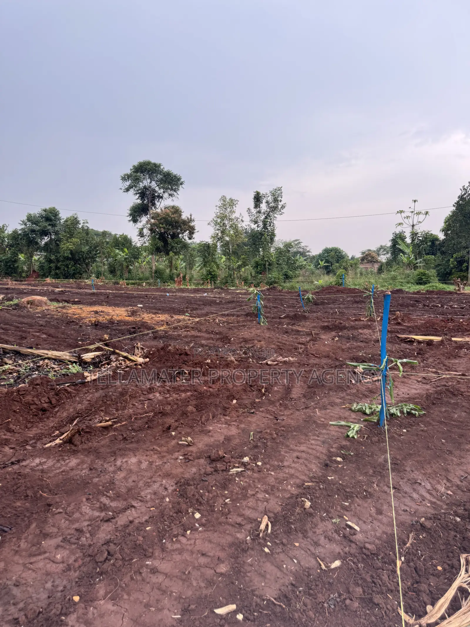 New Nakifuma-Kakinzi Estate 50*50ft and 50*100 Plots Kabaka Land