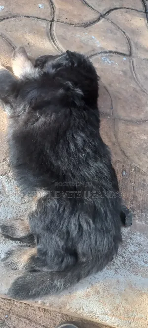 1-3 months Male Purebred German Shepherd