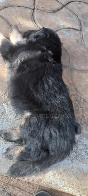 0-1 month Female Purebred German Shepherd