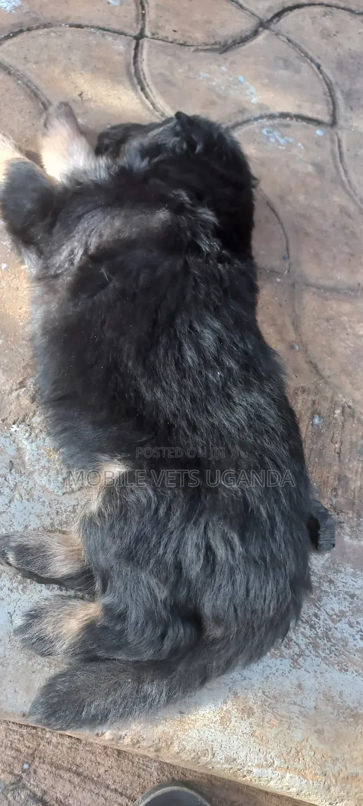 0-1 month Female Purebred German Shepherd