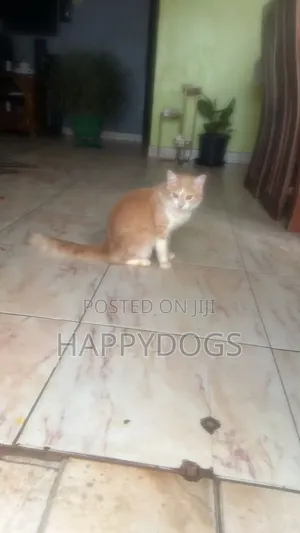 6-12 months Male Mixed Breed Cat