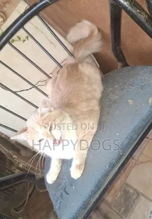 6-12 months Male Mixed Breed Cat