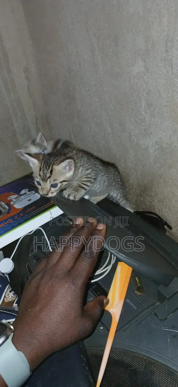 1-3 months Female Mixed Breed Cat