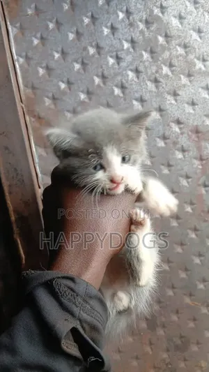 1-3 months Male Mixed Breed Cat